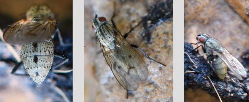 Anthomyia sp.